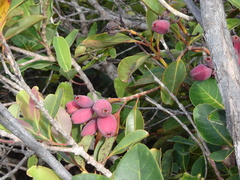 Syzygium kriegeri