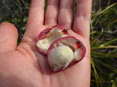 Syzygium kriegeri