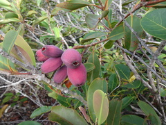 Syzygium kriegeri