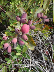 Syzygium kriegeri