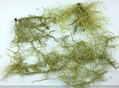 Usnea fragilescens