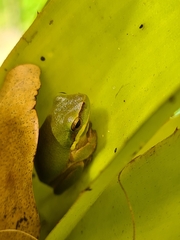 Litoria fallax