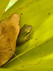 Litoria fallax