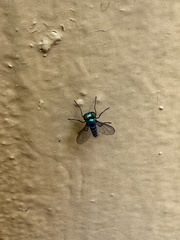 Condylostylus pruinosus