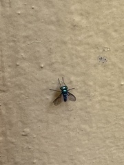 Condylostylus pruinosus