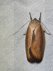 Ptyoptila matutinella