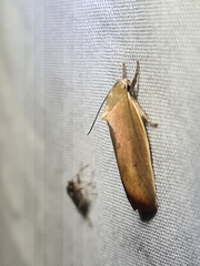 Ptyoptila matutinella