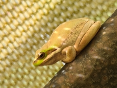 Litoria fallax