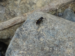 Tabanidae