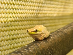 Litoria fallax