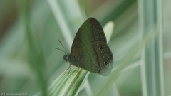 Hermeuptychia hermes