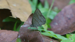 Hermeuptychia hermes