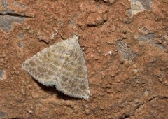 Eublemma lacernaria