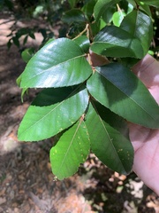 Nothofagus moorei