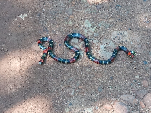 Uruguayan Coralsnake