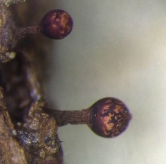 Trichia botrytis