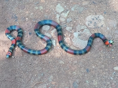 Micrurus altirostris