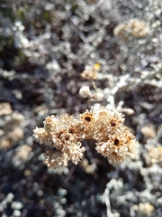 Helichrysum patulum
