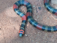 Micrurus altirostris