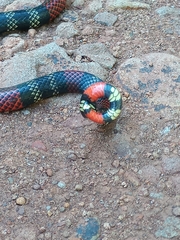 Micrurus altirostris