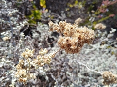 Helichrysum patulum