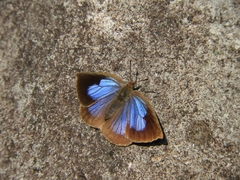 Arhopala japonica