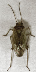 Bipuncticoris