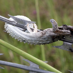 Bradypodion damaranum
