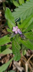 Buglossoides tenuiflora