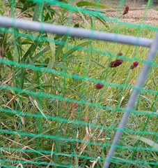 Sanguisorba officinalis