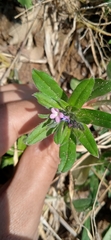 Buglossoides tenuiflora