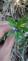 Buglossoides tenuiflora