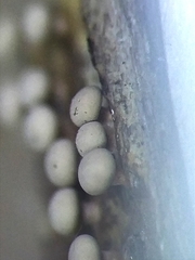Diderma montanum