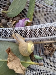 Bradybaena pellucida