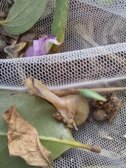 Bradybaena pellucida