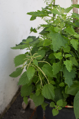 Urtica membranacea