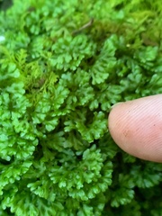 Hymenophyton flabellatum