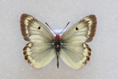 Colias phicomone
