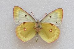 Colias phicomone