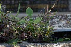 Centranthus calcitrapae