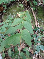 Tricyrtis