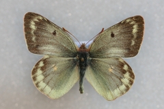 Colias phicomone