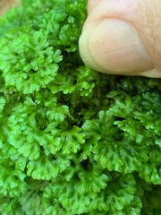 Hymenophyton flabellatum