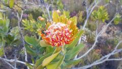 Leucospermum pluridens