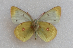 Colias phicomone