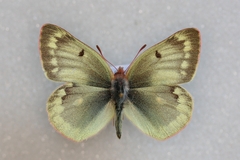 Colias phicomone