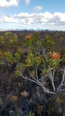 Leucospermum pluridens