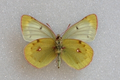 Colias phicomone