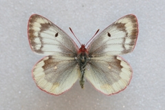 Colias phicomone