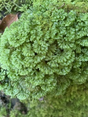 Hymenophyton flabellatum